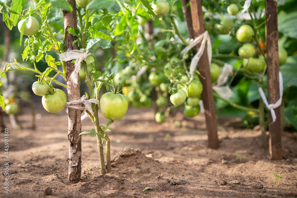 Unripe green tomatoes on the branch tomatoe plant. Tomatoes plants grow on open ground. Green tomatoes closeup.