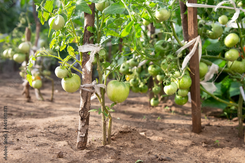 Ecological farm. Green tomatoes are grown on open ground. Unripe green tomatoes on the branch closeup.