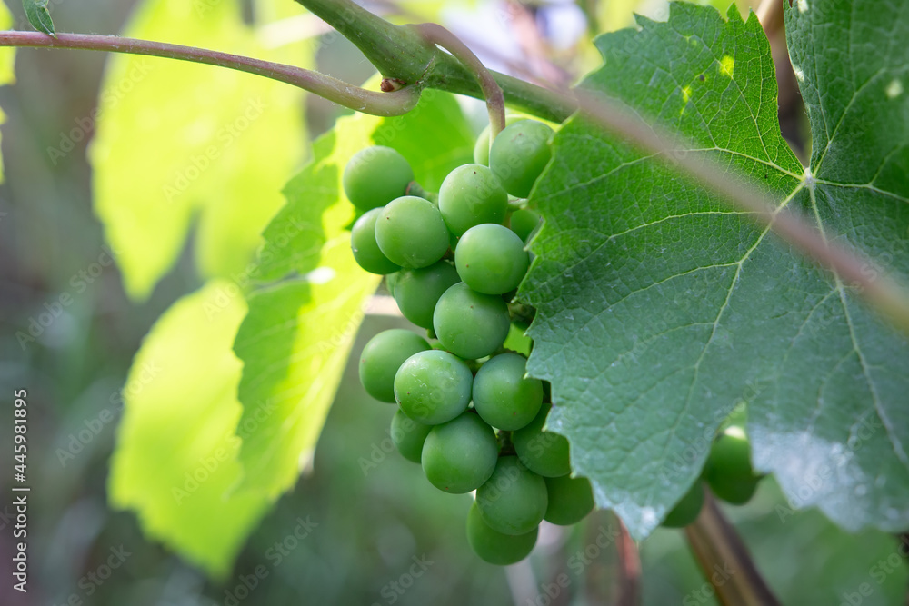 Green unripe grapes on a branch in the garden. Closeup green grapes. Ripening white grapes. Agricultural background.