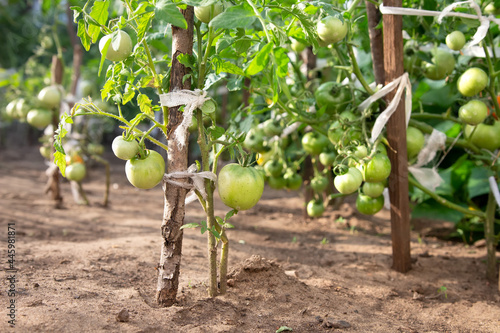 Obraz na płótnie Ecological farm. Green tomatoes are grown on open ground. Unripe green tomatoes on the branch closeup. w salonie