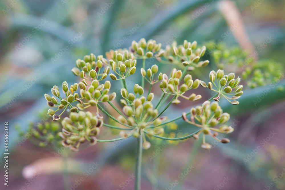 Agricultural background. Green dill seeds on a plant. Plant of dill in the garden against the background of foliage.