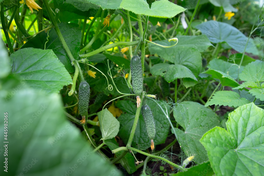 Young green cucumbers on branches. Cucumber on a bed. Growth cucumbers in organic farms. Cucumbers hanging on a branch.