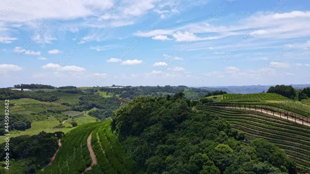 Aerial view of green fields with vines, trees and fruit plantations. Vertical movement of drone's camera. Aerial view of green fields with vines, trees and fruit plantations. Vertical movement of drone's camera.