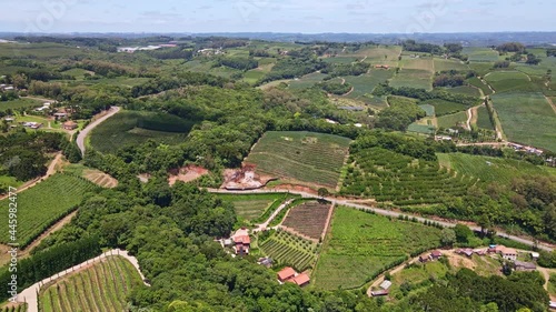 Wallpaper Mural Aerial view of green fields with vines, trees and fruit plantations. Rural area. Torontodigital.ca