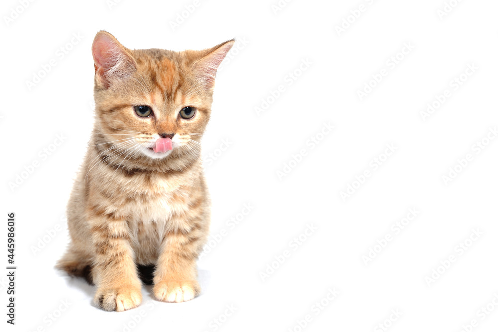 a ginger striped purebred kitten sits on a white background a ginger striped purebred kitten sits on a white background