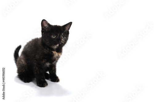 a black spotted purebred kitten sits on a white isolated background