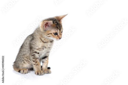 A purebred smooth-haired cat sits on a white isolated background