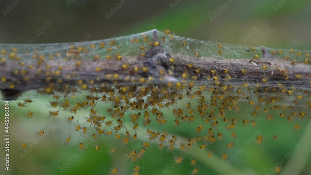 Baby Spiders Nest. Spider Reproduction. Many offspring, Macro Shot, Arachnophobia Baby Spiders Nest. Spider Reproduction. Many offspring, Macro Shot, Arachnophobia