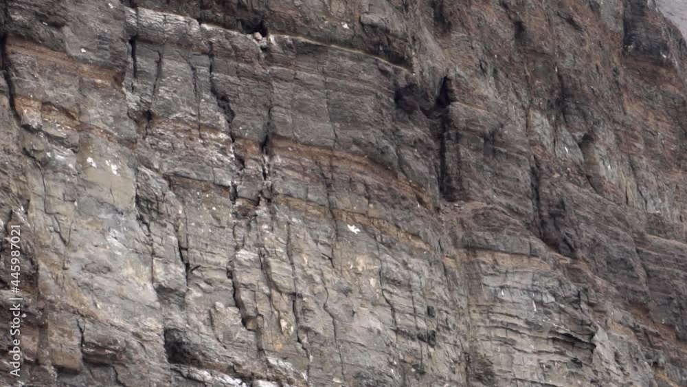 Inca Tern seabird flying and landing on nests in a cliff Slow motion Inca Tern seabird flying and landing on nests in a cliff Slow motion