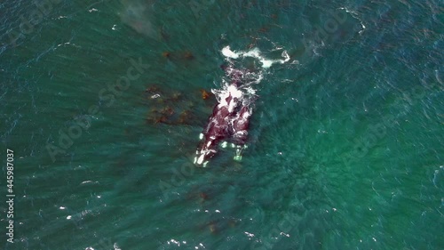 Humpback Whales Blowing Water In The Ocean Near Oudekraal In Cape Town, South Africa. - aerial photo