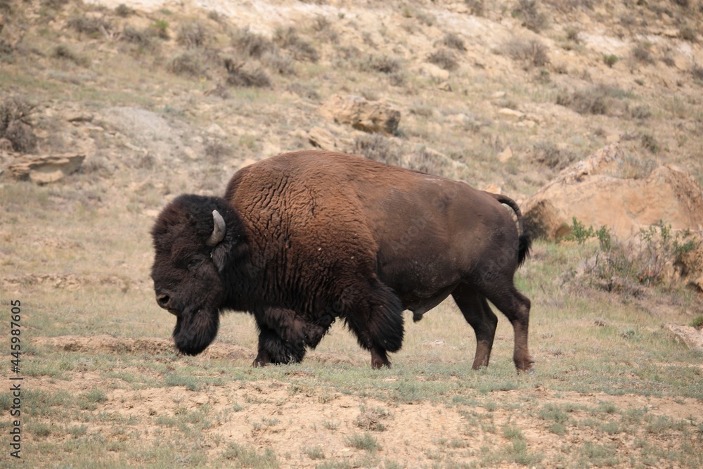A Big Bull Buffalo in Theodore Roosevelt National Park in North Dakota A Big Bull Buffalo in Theodore Roosevelt National Park in North Dakota