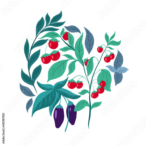 Flat illustration of vegetables on white background. Cherry tomato bush, eggplant, basil and herbs. Vegetable garden and agriculture. Cartoon nature picture with leaves and food