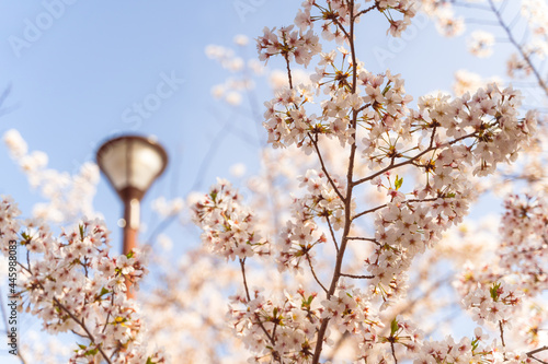 美しい桜の見える夙川の河川敷