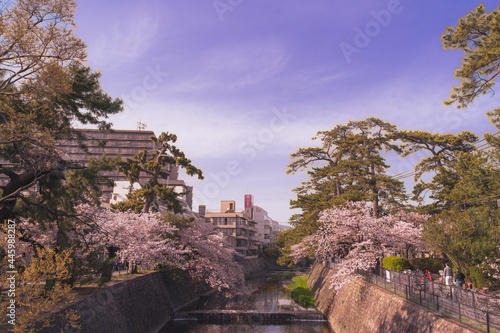 美しい桜の見える夙川の河川敷