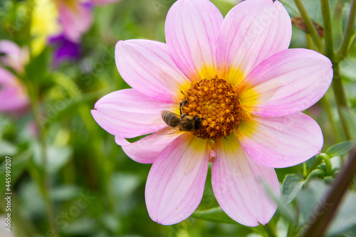 A bee collects nectar on a large beautiful zinnia chamomile. Summer in the garden. Close-up. Place for your text.