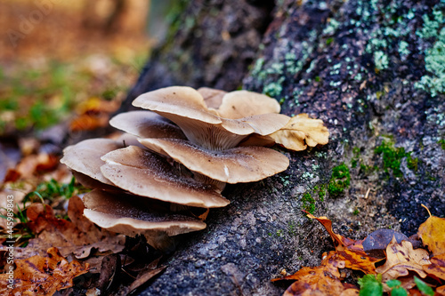 Oyster mushrooms on tge tree with autumn fall leaves. Natural background photo