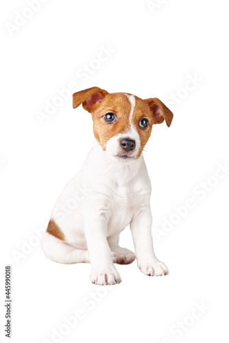 Cute sad puppy dog sitting on white background. Pet dog isolated. Jack Russell terrier