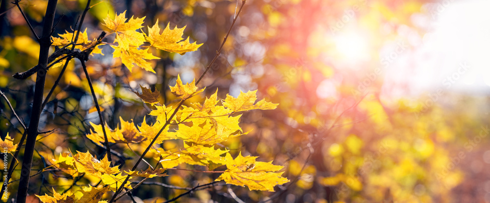 Forest with yellow maple leaves on the trees during sunset, panorama Forest with yellow maple leaves on the trees during sunset, panorama