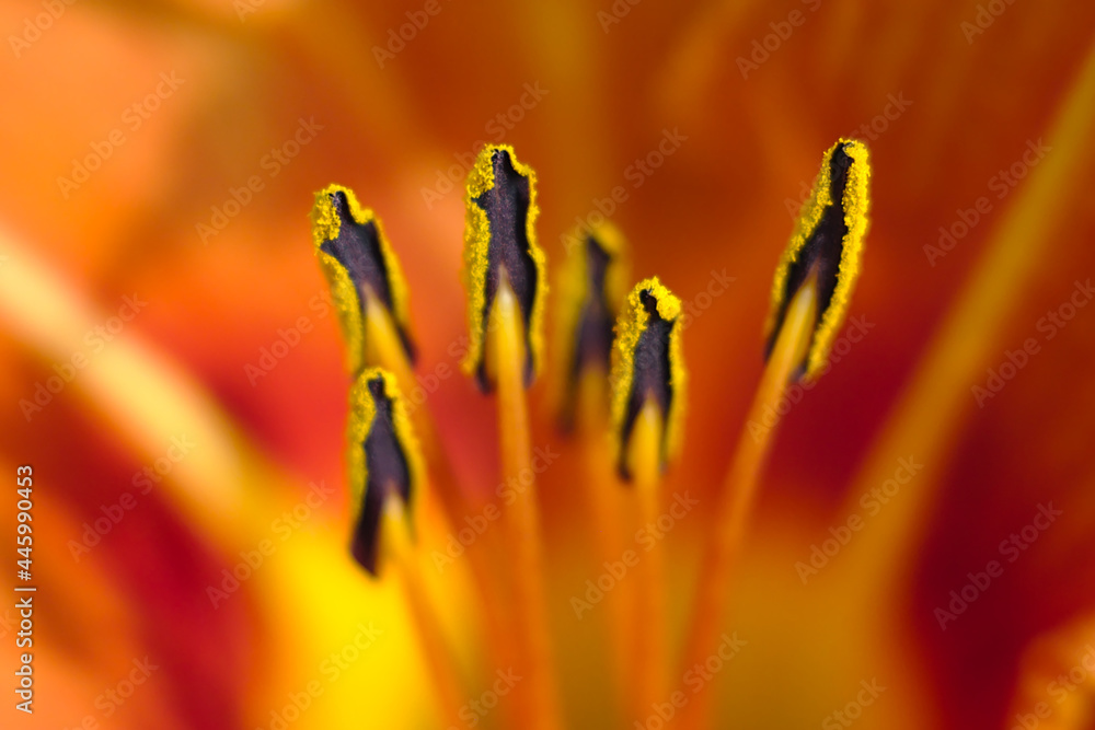 the close-up view of red-orange lily stamens