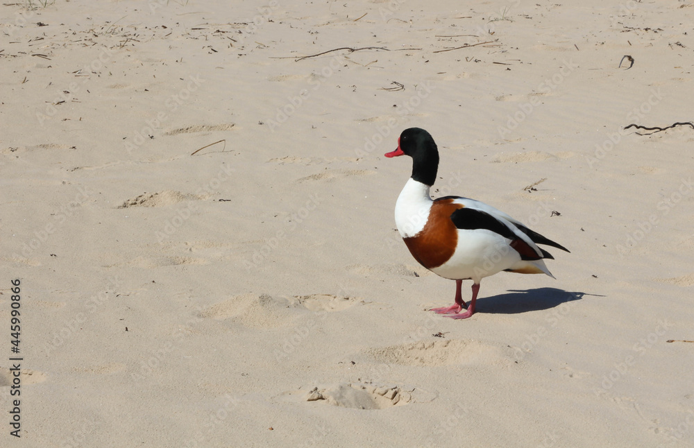 Naklejka premium Enjoying Summer. Close-up of a duck on a beach looking aout to the sea Europe. Sunny day. Idyllic relax