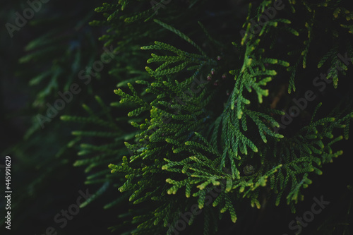 Thuja on a dark green background with soft shadows, a coniferous tree. Green thuja texture for a New Year's background..