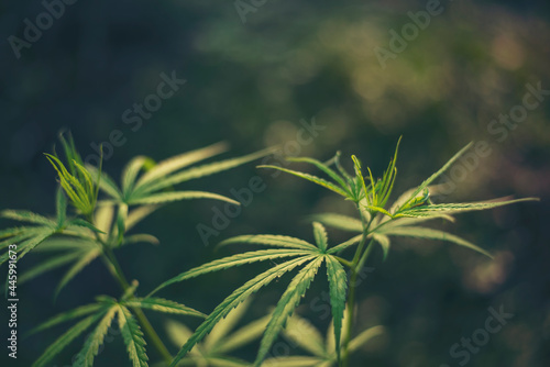 Green Marijuana tree cannabis plant narcotic herbal in greenhouse. Hemp leaf made cannabis crude oil at medicine farm. CBC  THC herb agriculture by Weed leaf Drug and medicine healthcare concept