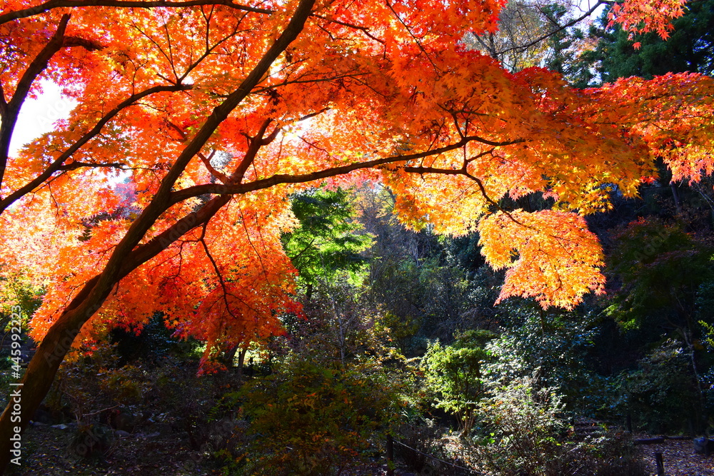 秋の木々