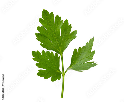 Isolated branch of parsley on a white background. Fresh herbs.