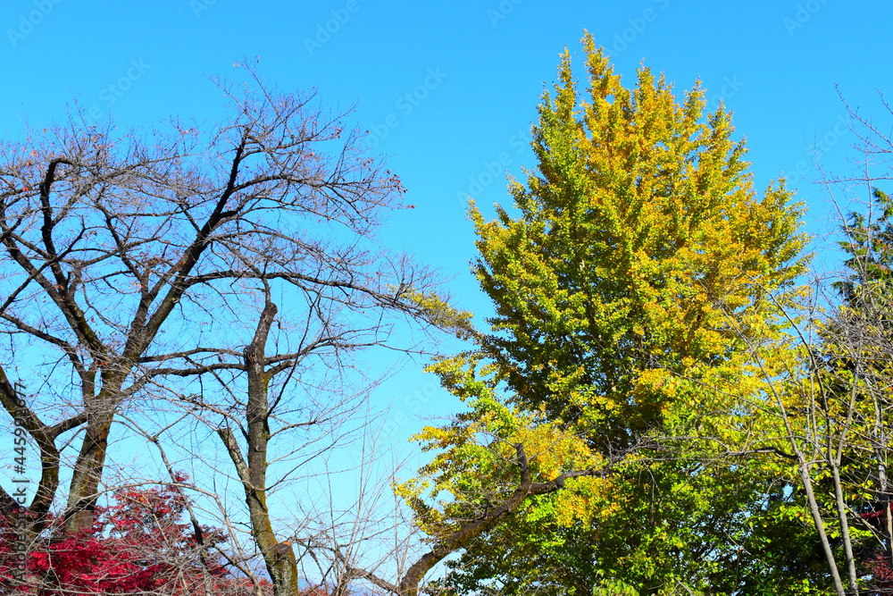 Obraz premium 秋の空と銀杏