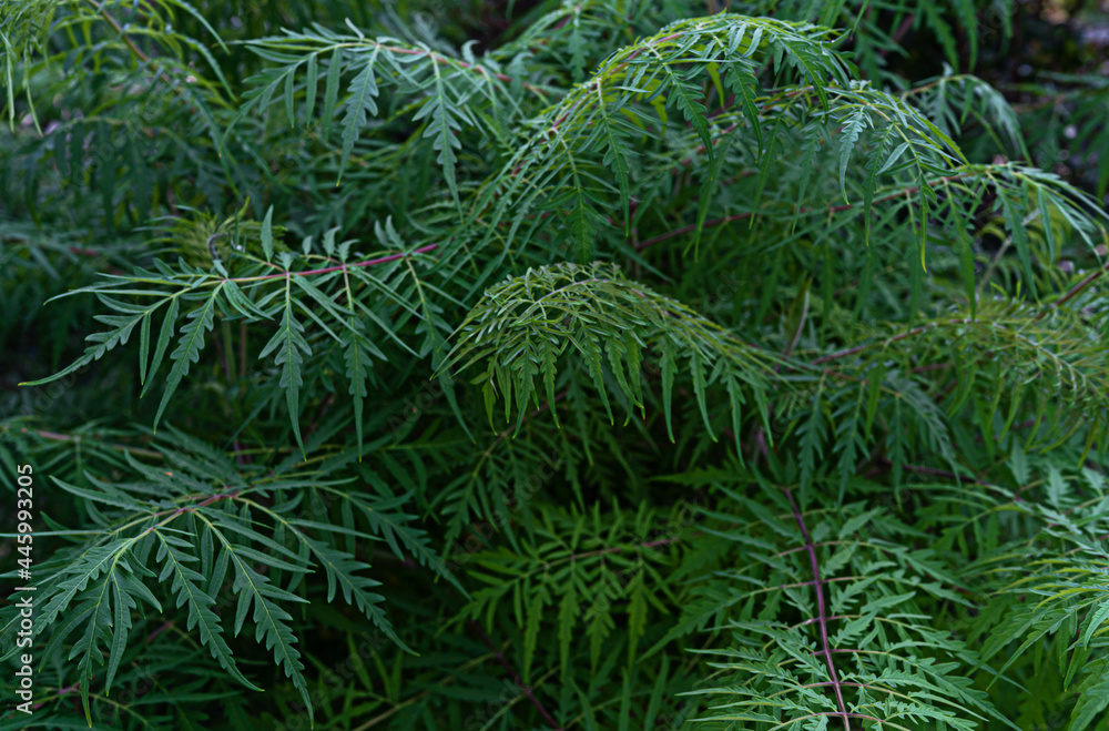 Emerald green fern leaf lush fresh pure natural background texture, Tropical forest plant wallpaper