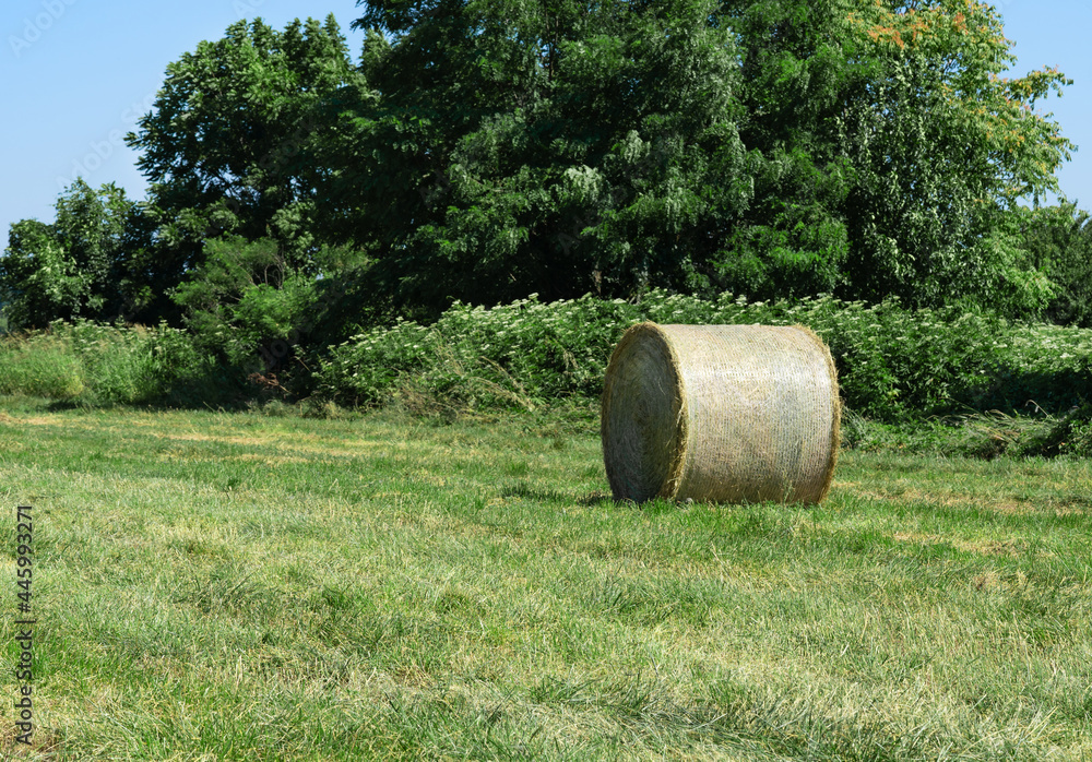 preparation of dry hay grass in rolls for animals preparation of dry hay grass in rolls for animals