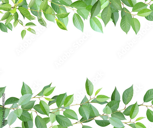Frame with branches and green leaves. Cherry twigs border