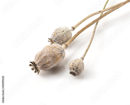 dried poppy heads isolated on white