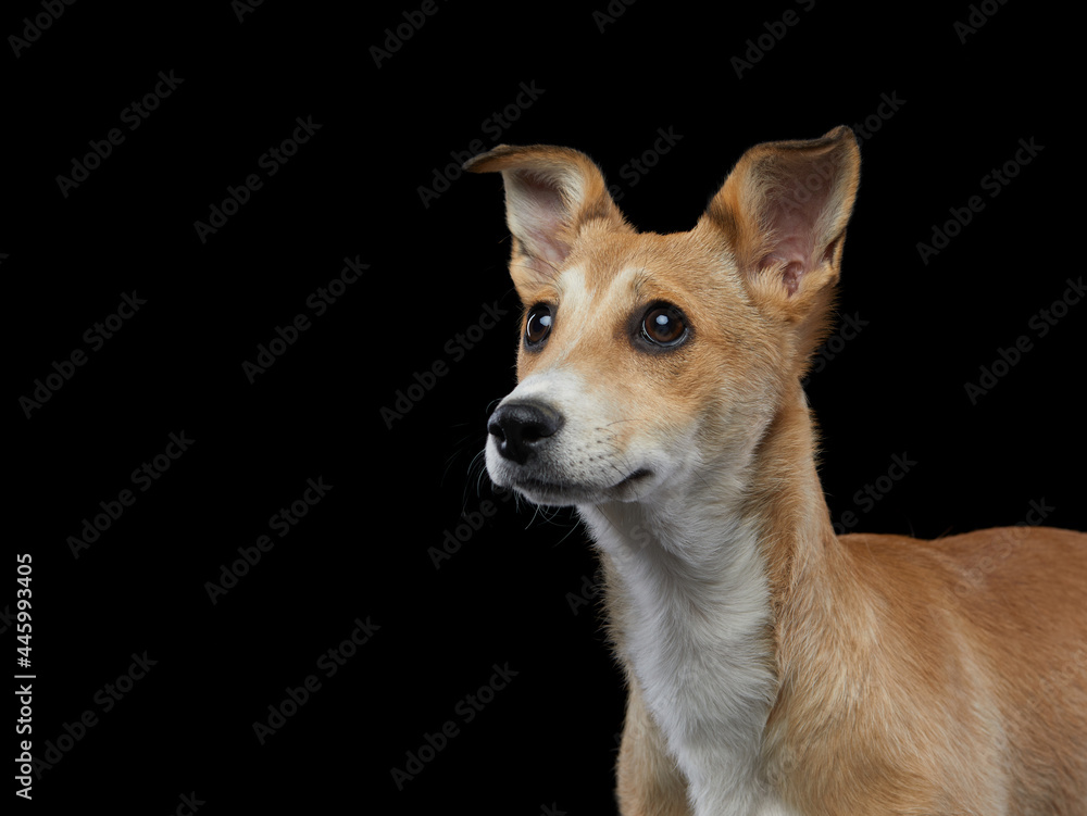 Dog on a black . Mix breed, nice puppy with big eyes