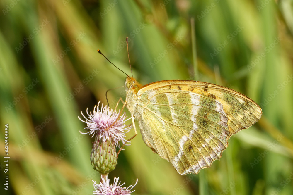 Fototapeta premium Silver-washed fritillary feeding on a flower of Cirsium.