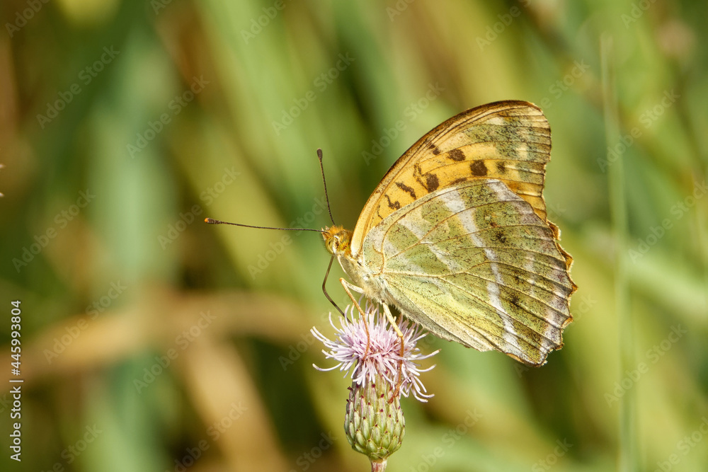 Silver-washed fritillary feeding on a flower of Cirsium. Silver-washed fritillary feeding on a flower of Cirsium.