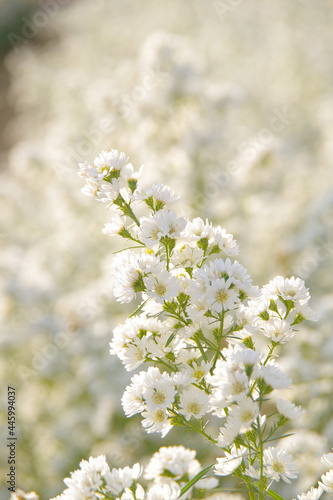 Close-up of white cutter flowers