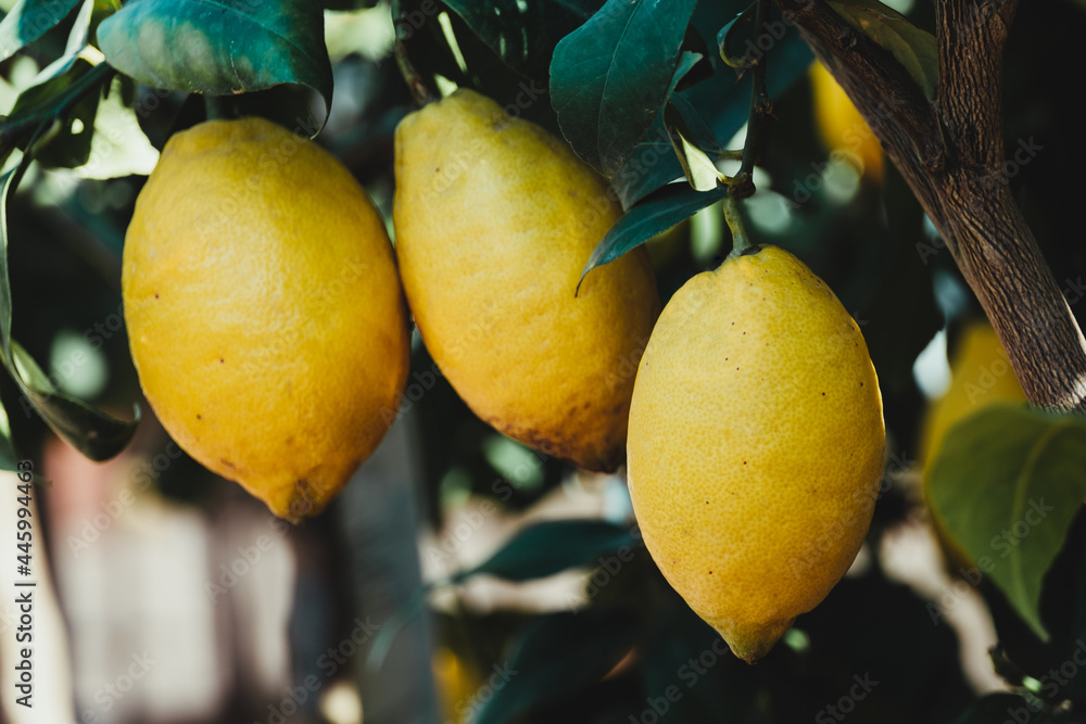 Close-up of three ripe lemons on a tree on the island of Capri, Italy.