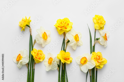 Beautiful narcissus flowers on white background