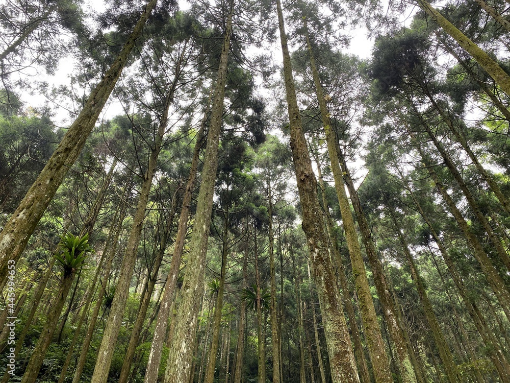 Fototapeta premium There are many tall sacred trees on the mountains of Taiwan