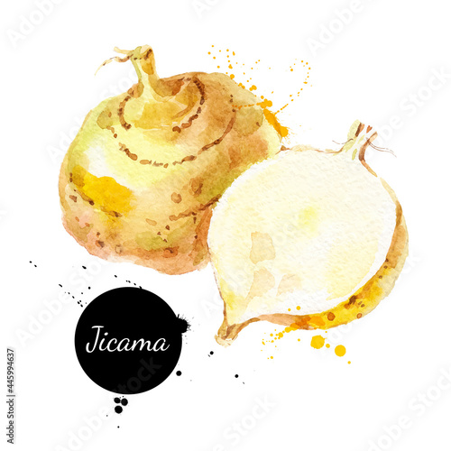 Hand drawn sketch watercolor jicama. Vector isolated vegetable food illustration