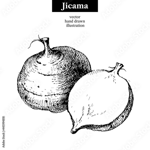 Hand drawn sketch jicama. Vector isolated vegetable food illustration