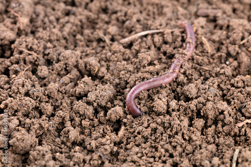 An earthworm burrowing into the soil