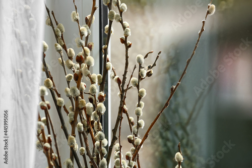Willow branches near window, closeup