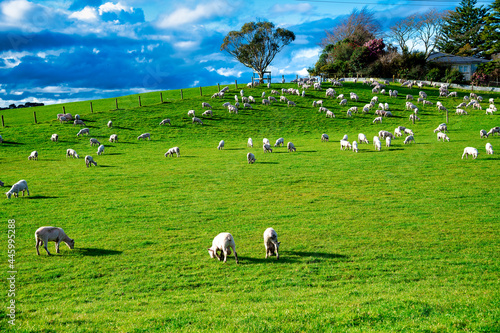 Grazing sheeps in New Zealand