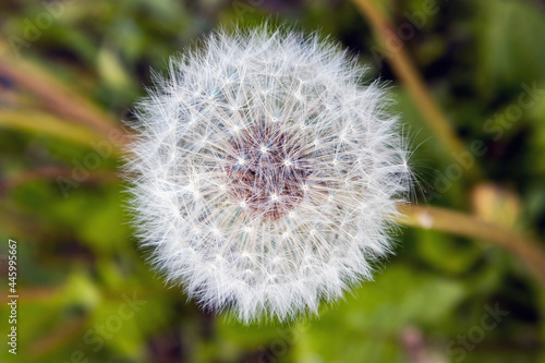 Dandelion blossom in summer up close