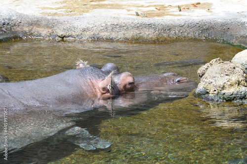 Hippo is floating in the pond and he enjoys sunbathing there.
