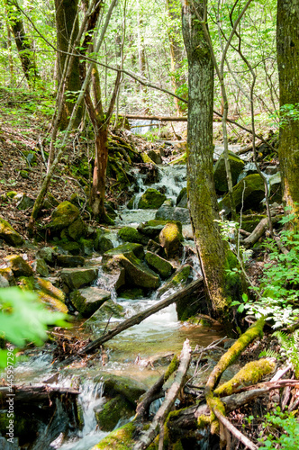 Summer landscape: a large stream in the middle of a green forest