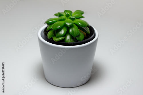 Close up view of a small potted sedeveria letizia succulent houseplant in a white ceramic pot, with white background photo