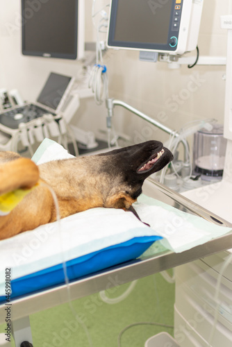 Dog under anesthesia during the surgery in a vet. clinic.German shepherd is anesthetized.Veterinary concept.Close up.